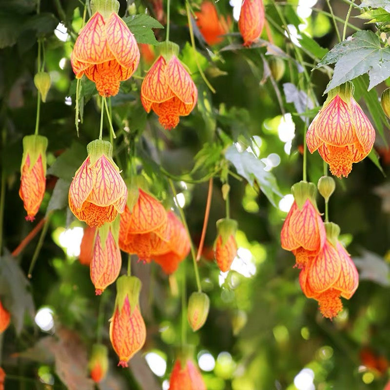 推荐4种“垂吊花”，看一眼就会喜欢上，家里养几盆，美如仙境