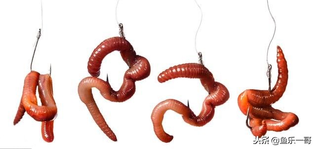 钓鱼拉饵挂饵的正确方法,野钓拉饵的正确方法和技巧