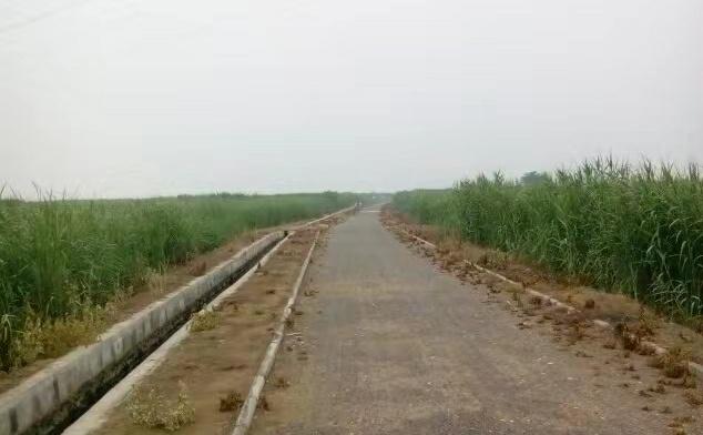 西安渭河风景,西安渭河草滩