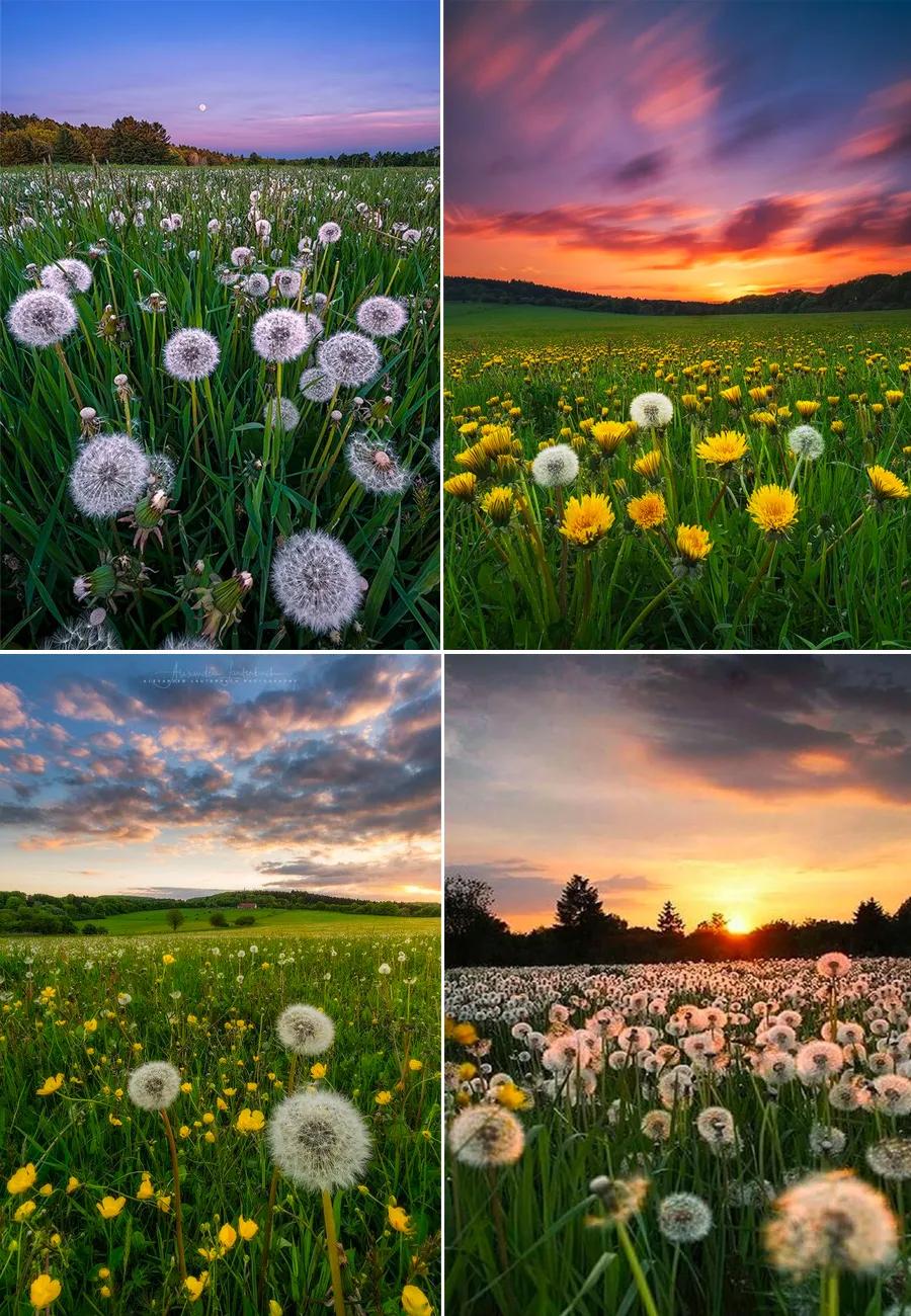 儿童画教程｜油水分离趣味课程《飞呀飞呀，毛茸茸的蒲公英》