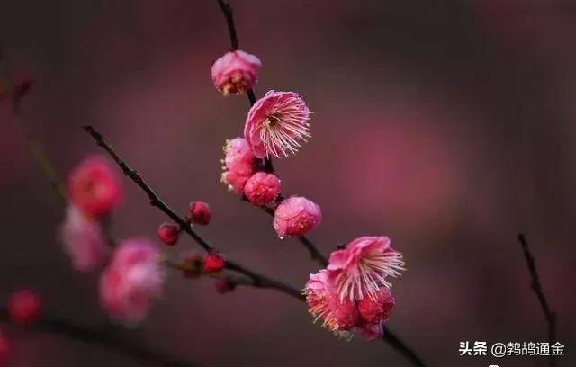 房前屋后适合栽什么树镇宅,镇宅树栽什么树好