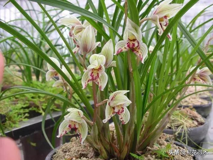兰花春兰四大名品,兰花十大名品是哪些