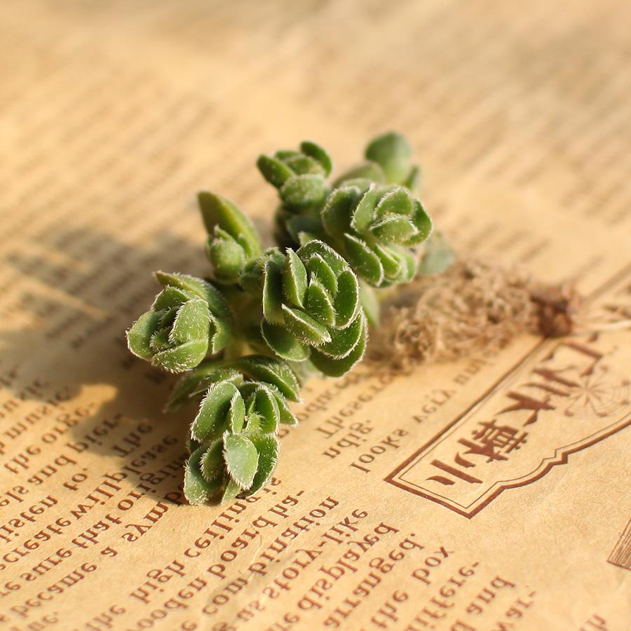 1000种多肉植物图鉴大全大图,景天科1000种多肉植物图鉴