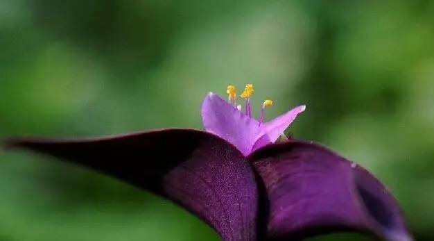 粉色和紫色的植物有哪些,紫色的植物有哪些品种