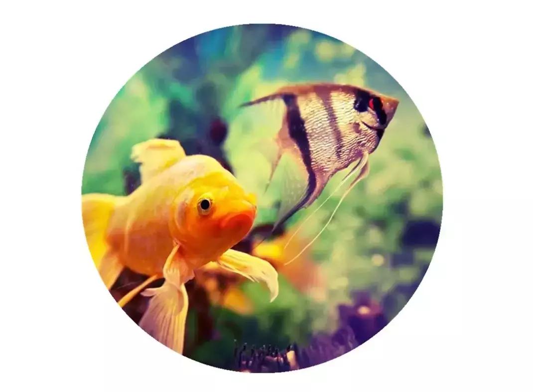 魔鬼刀鱼混养注意事项,鱼龟混养需要注意些什么