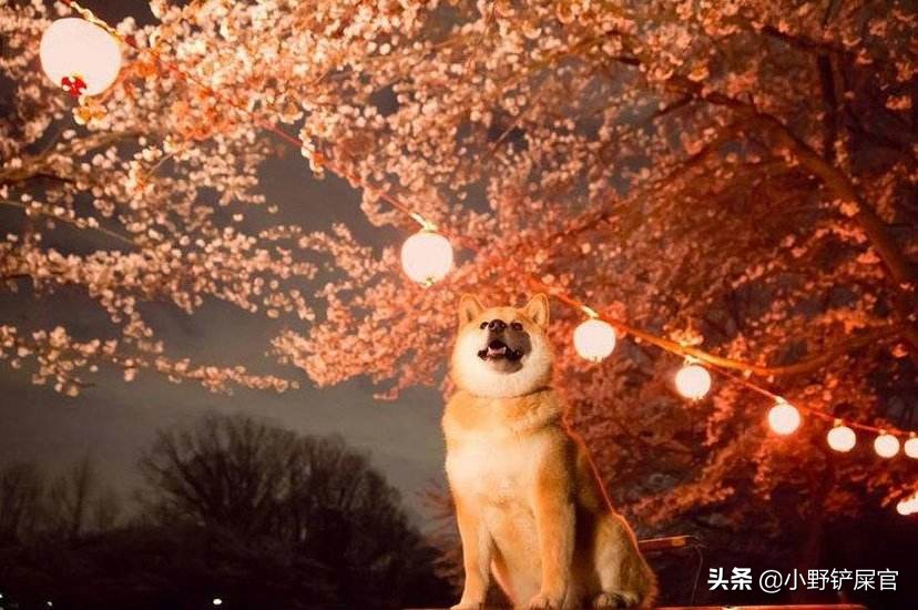 怎么选到一只性格乖的柴犬,如何能挑到一只稳重安静的柴犬