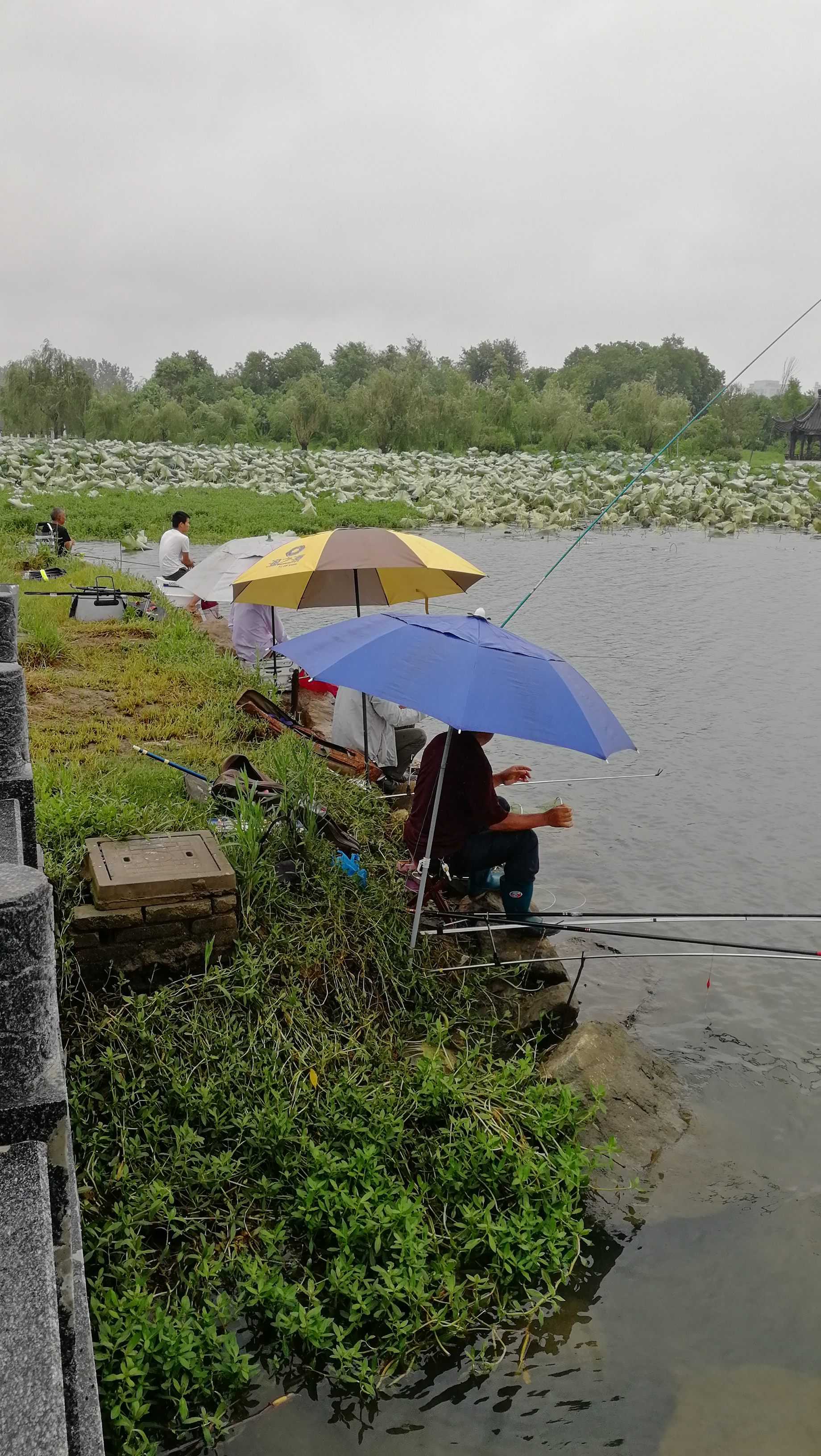 抓住鱼的技巧,抓鲫鱼最好的口诀