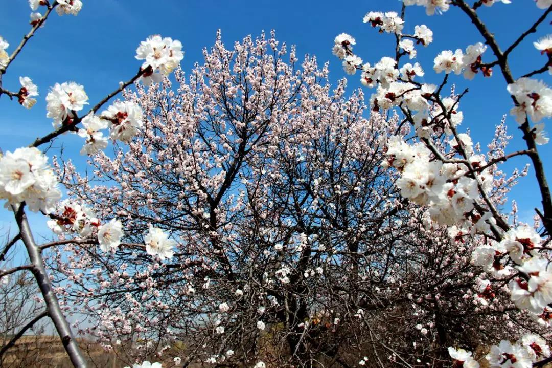 美丽乡村百花节,美丽乡村山花节