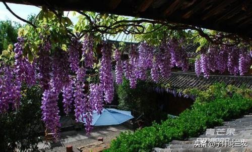 盆栽的紫藤花怎么造景比较美,紫藤花造型盆栽