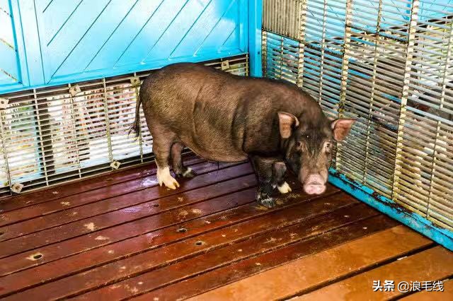 三亚丽思卡尔顿可以参观吗,三亚丽思卡尔顿适合带孩子吗