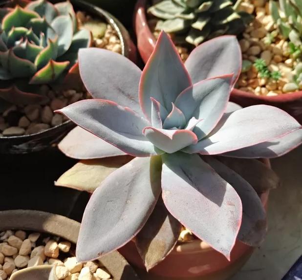 广寒宫和晚霞多肉有什么区别,多肉广寒宫开花的样子