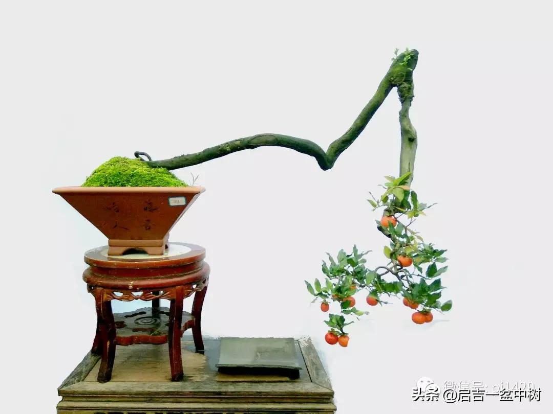 盆景跌价,盆景跌枝怎么解决