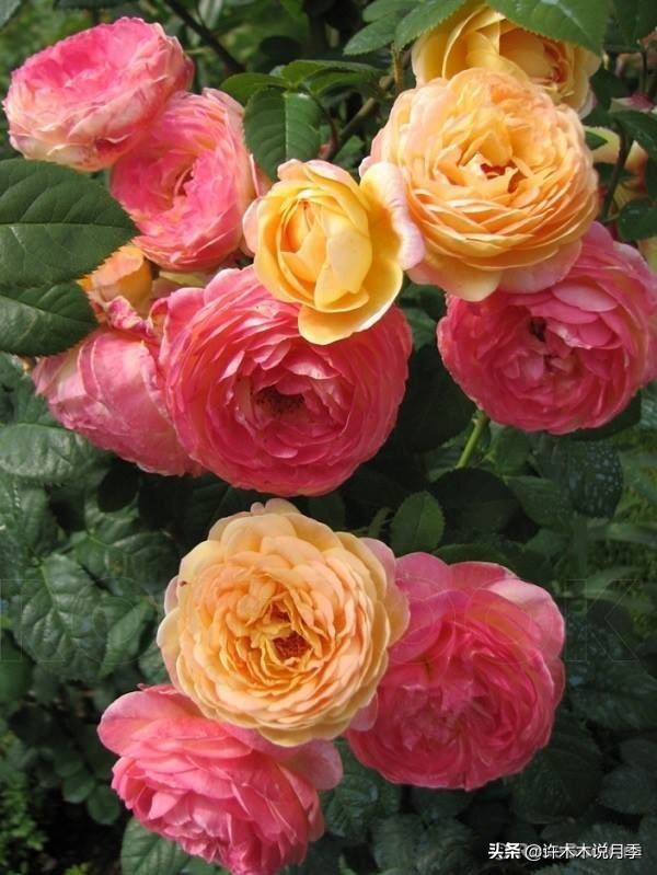 抗性强无刺月季蔷薇品种有哪些,抗性好的切花月季推荐
