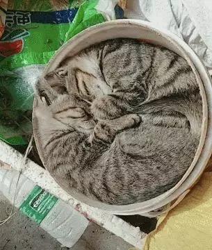 两只猫感情好不亲主人,两只猫感情好