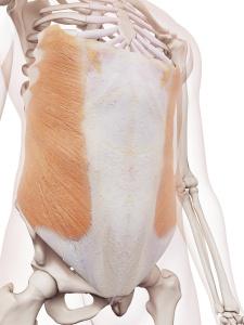 怎么练卷腹都感觉肚子胖,卷腹做多了增大腰围