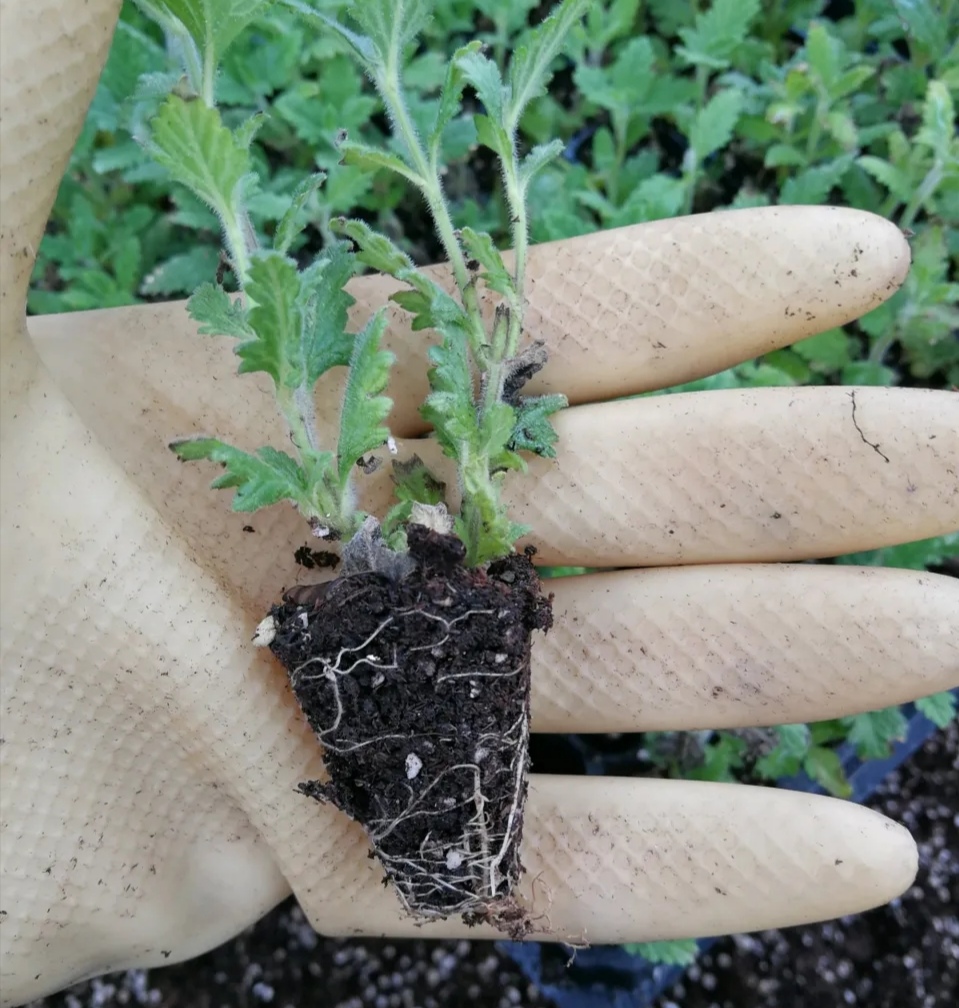 秋天扦插花苗,秋天扦插的小苗