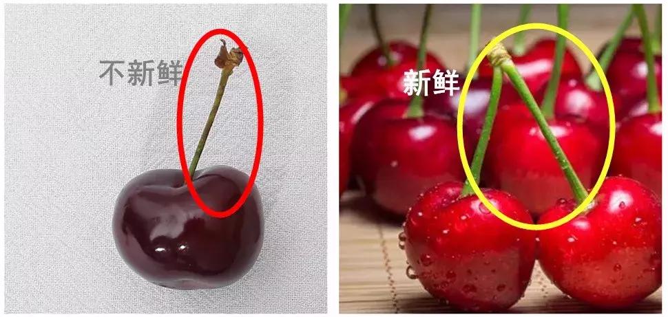 樱桃测评博主,樱桃测评