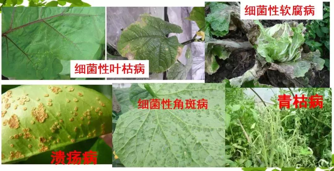 细菌感染治疗不彻底,作物细菌病害用什么药