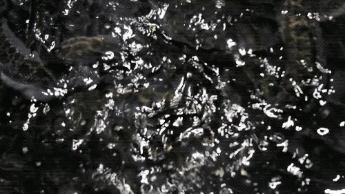 鲜活现杀黑鱼抖音团购,鲜活鱼现杀现卖黑鱼南通