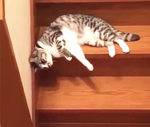 猫咪从楼梯上翻滚而下,猫咪能像水一样从楼梯上流下来