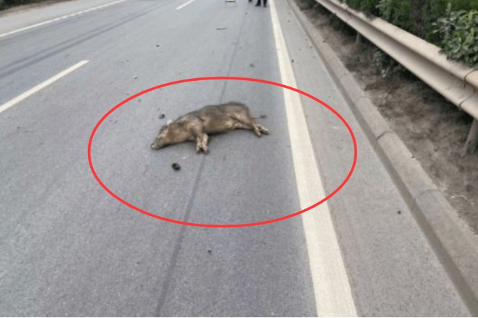 撞到野骆驼,开车撞上骆驼有多危险呢