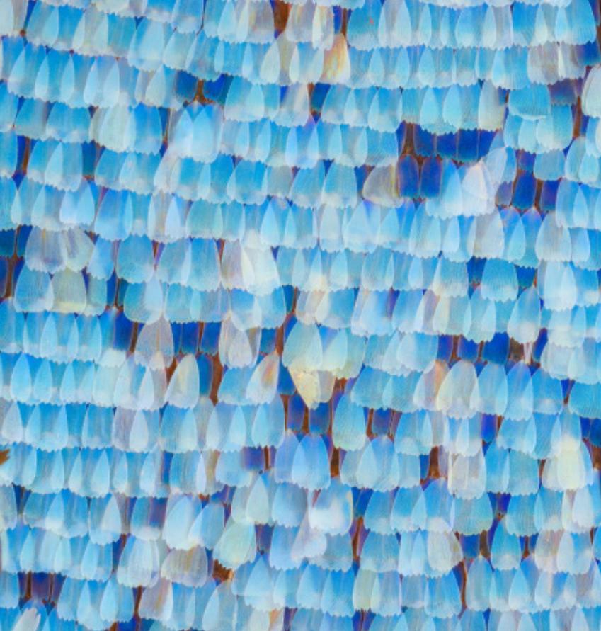 揭秘动物世界的“冷知识”,动物世界中的奇妙之处