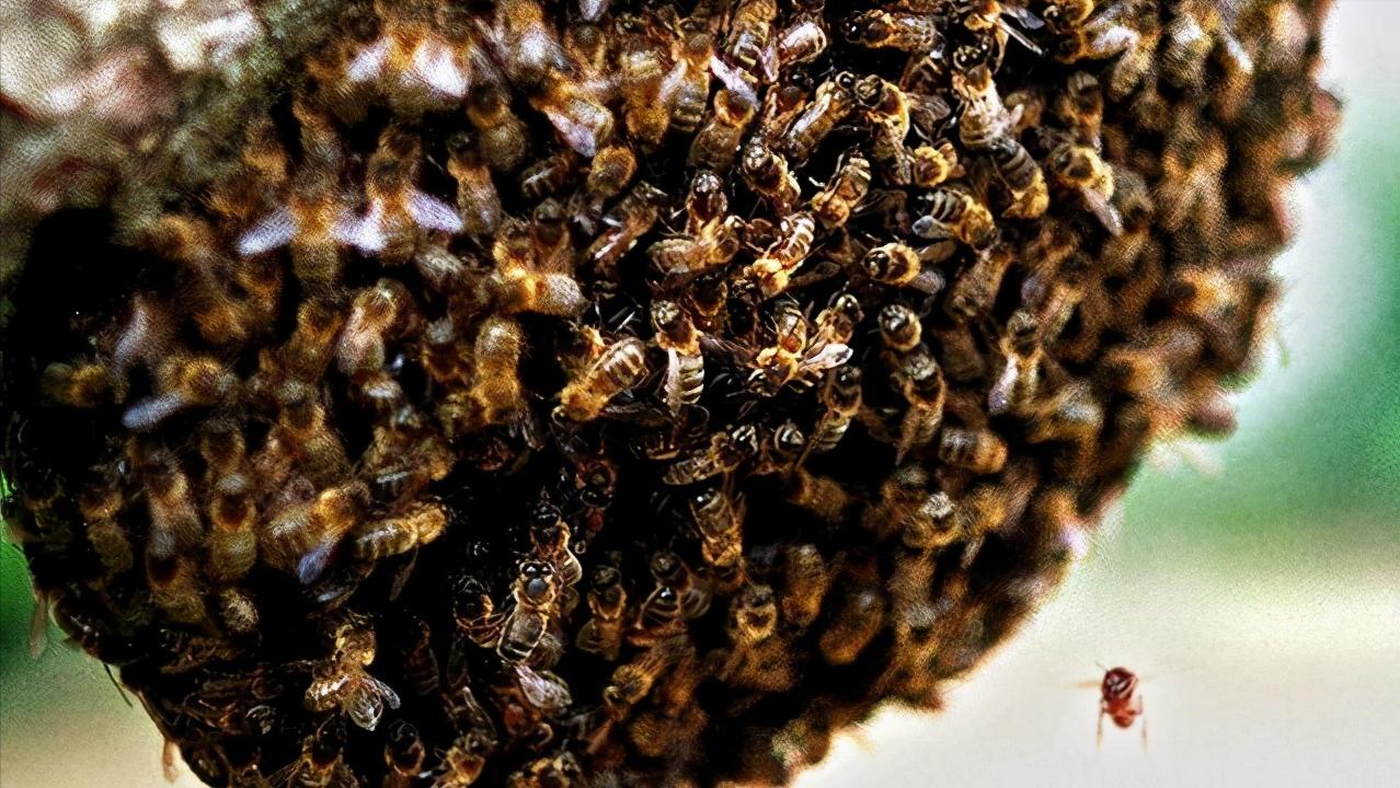 中蜂逃群的症状,中蜂逃蜂预兆