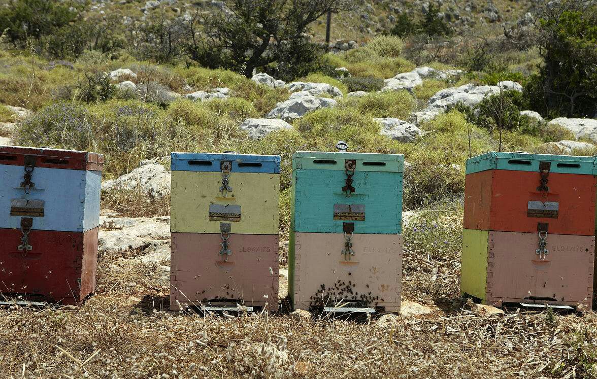 怎样让蜜蜂快速分群分蜂,蜜蜂如何帮它分家