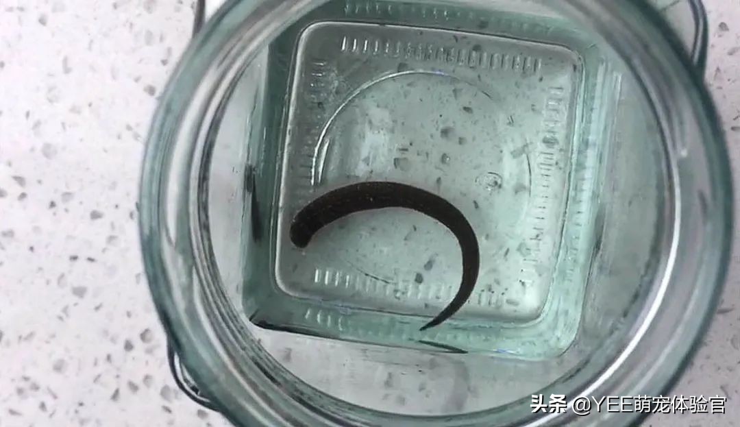 草缸里有蚂蝗如何处理,养鱼蚂蟥