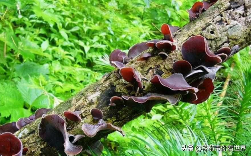 小城故事陇川,康县小城故事