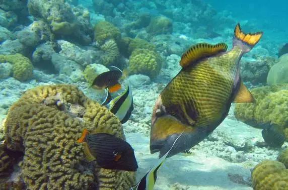 鲨鱼真的是那么恐怖吗,鲨鱼真的有那么凶残吗