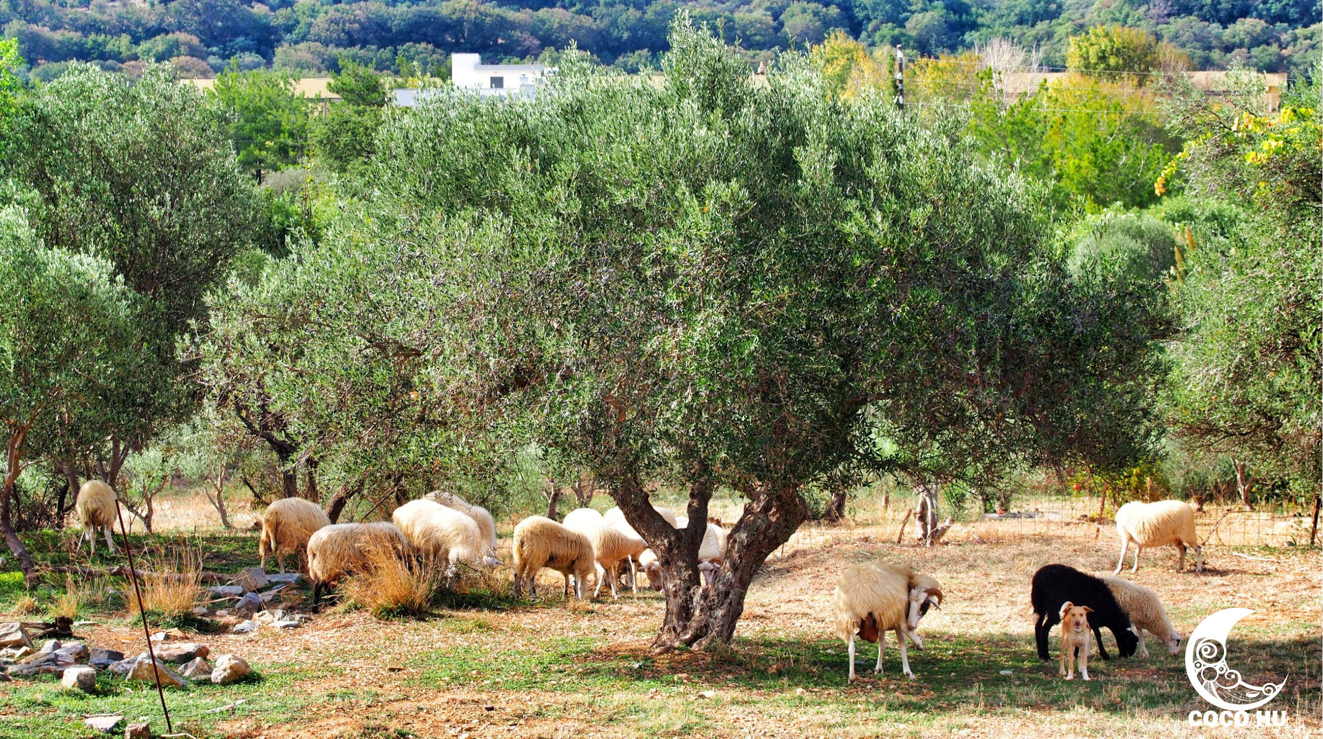 克里特文明与古埃及文明的联系,希腊克里特岛文明
