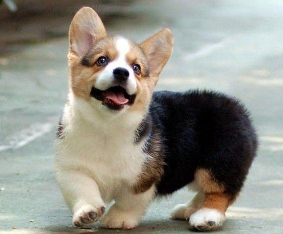 养什么狗好大型犬不咬人,家养宠物狗小型犬不咬人