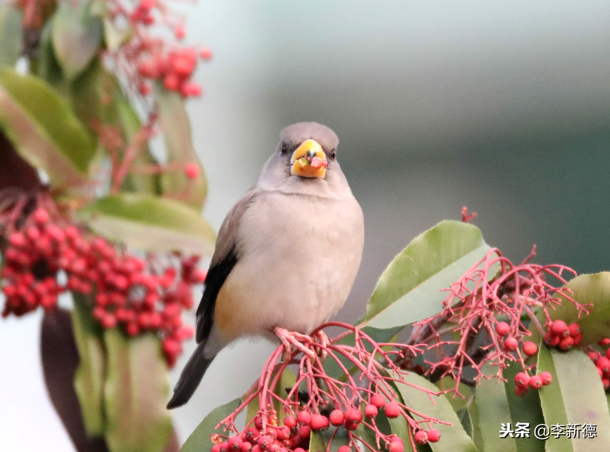 合肥拍到的小鸟,合肥乌鸟