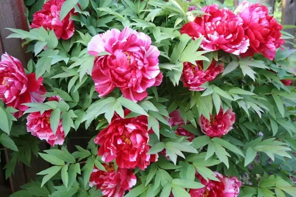 想种花卉怎么种,想要种植花卉大棚怎么入手