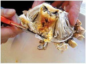 吃螃蟹有技巧，10步图解正确吃蟹方法