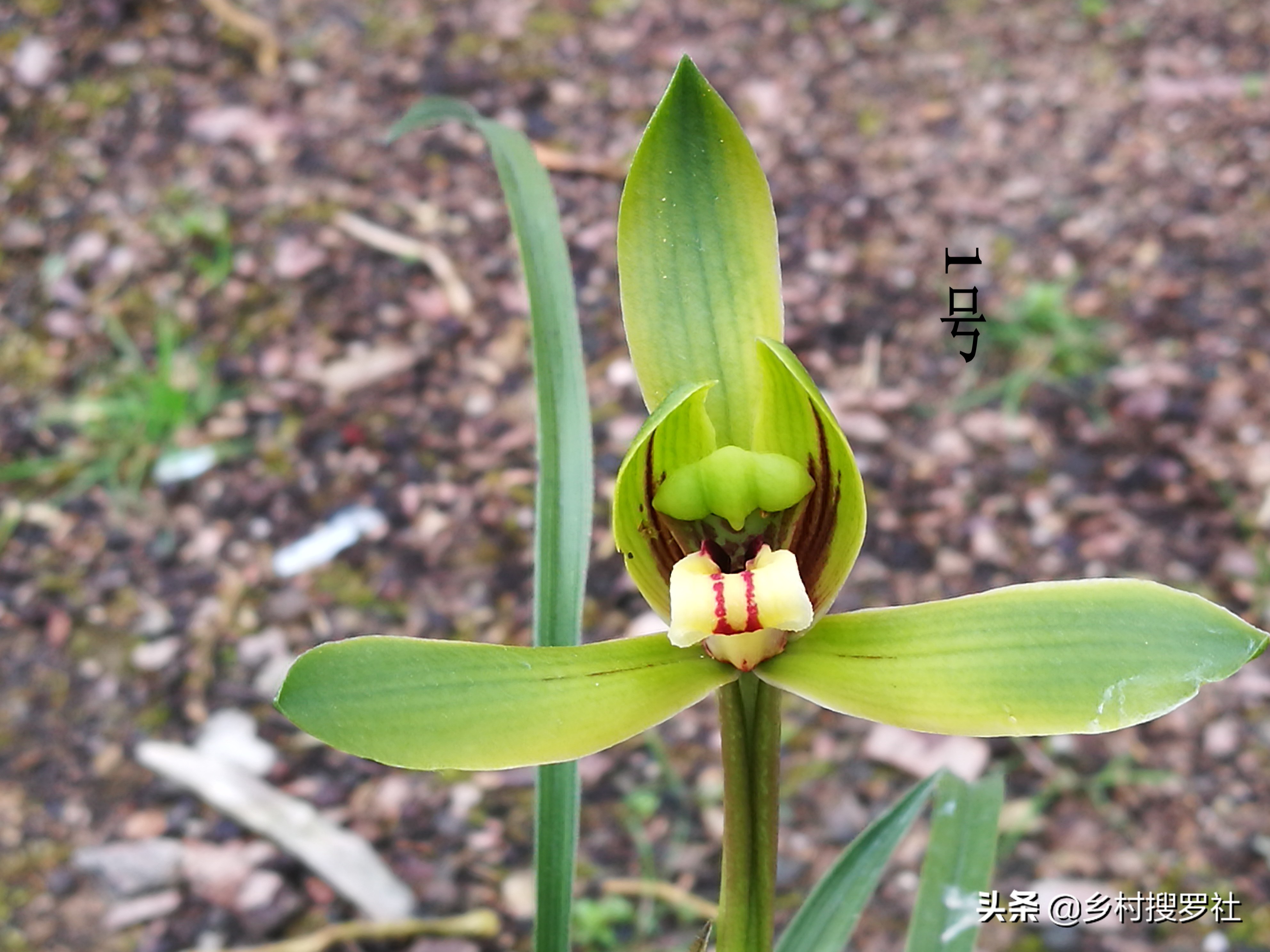 怎么通过花苞判断兰花开什么花,兰花要达到一个怎样的标准才开花