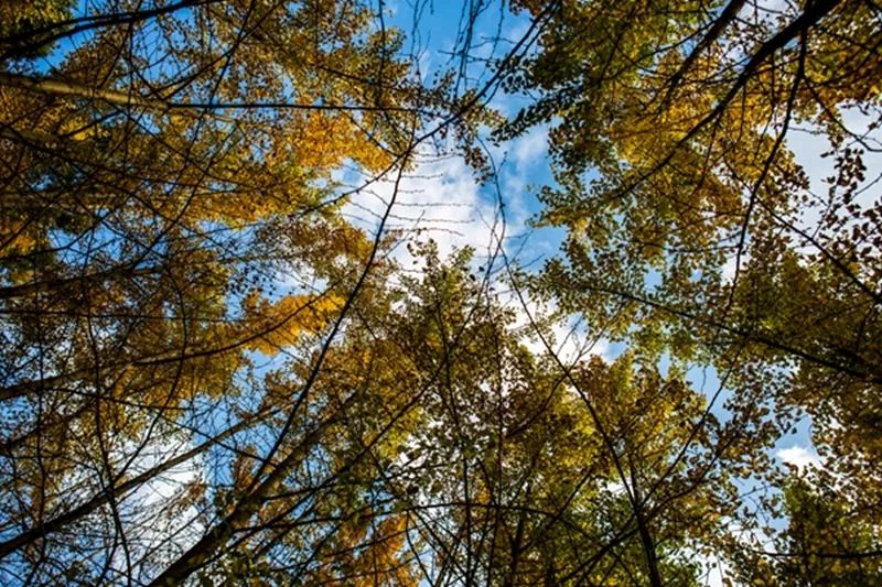 金黄色警报,黄色警报镜头