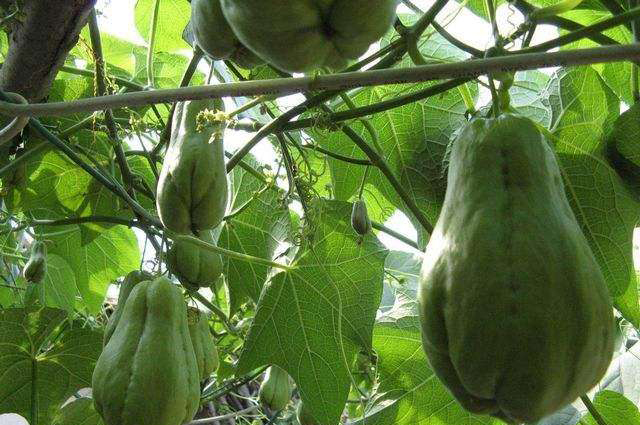 佛手瓜叶子黄是怎么回事,佛手瓜叶子发黄怎么补救