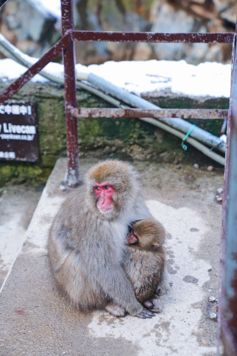 日本小众路线冬,日本冬天观光公路