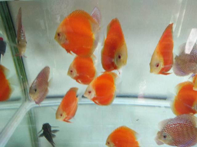 鱼缸净水剂使用方法,鱼缸使用净水剂多久能加硝化细菌