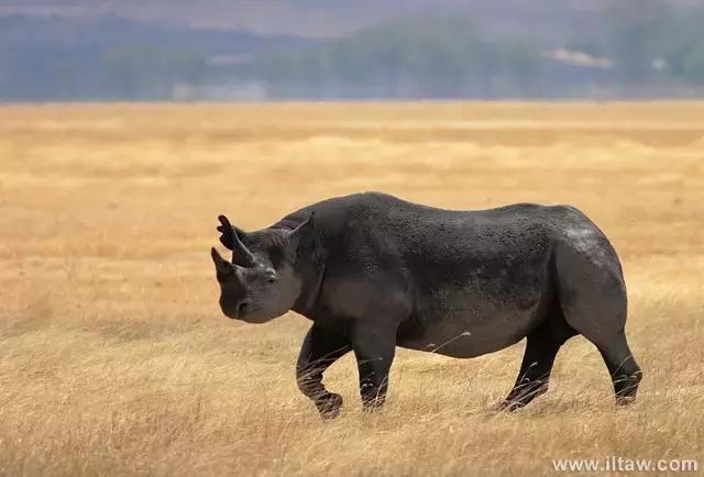 犀牛奇蹄目犀科动物,犀牛体格威猛是一种珍贵动物