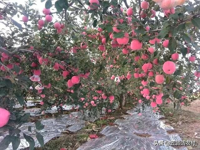 苹果采摘期长什么样子,苹果从种植到采摘