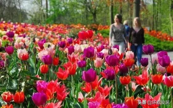 错过郁金香的阿姆斯特丹,荷兰赏花景点推荐