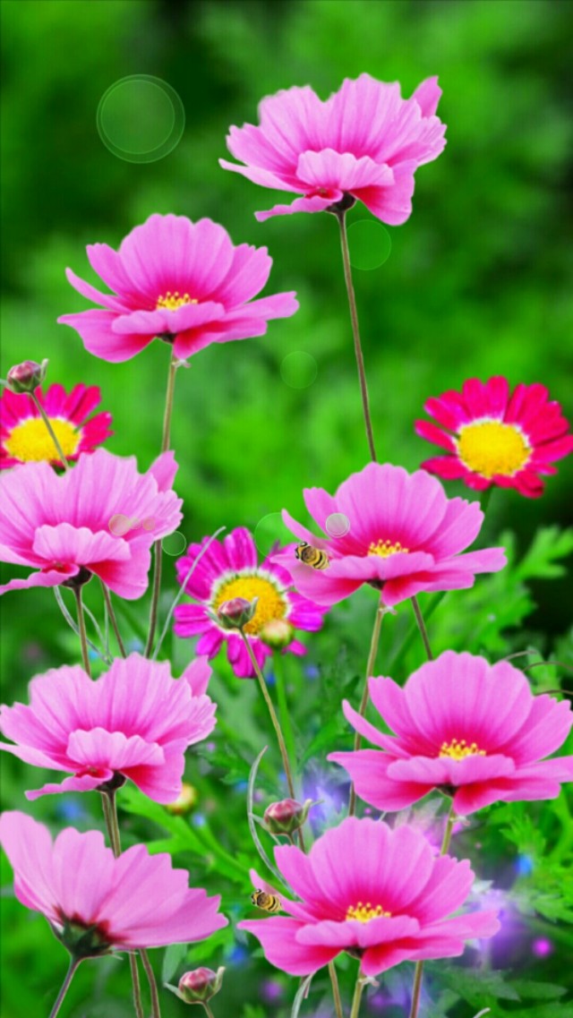 小清新花朵壁纸唯美文艺,唯美淡雅花朵风景图片壁纸