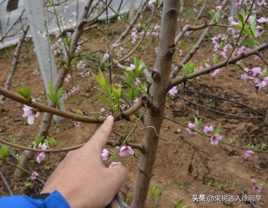 桃树修剪的正确方法和时间,桃树的修剪常识和技术