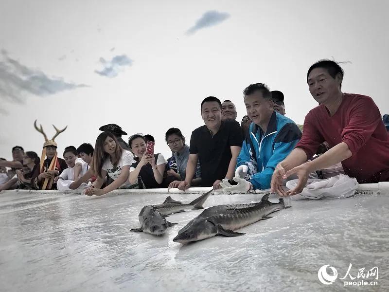 黑龙江大鳇鱼多少年能长千斤重,最大的鳇鱼多少斤