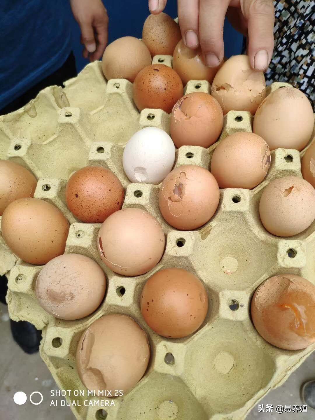 养殖场预防大于治疗,养殖一定要重视霉菌问题