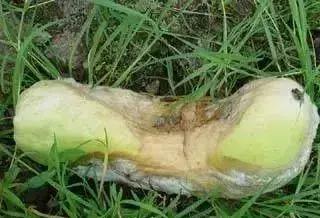 青霉灰霉杀菌剂,青霉绿霉跟灰霉有什么区别