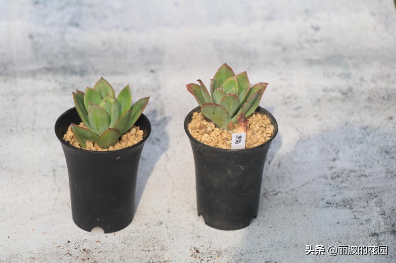 多肉植物绮罗怎么养好活,多肉绮罗怎么养才能爆盆